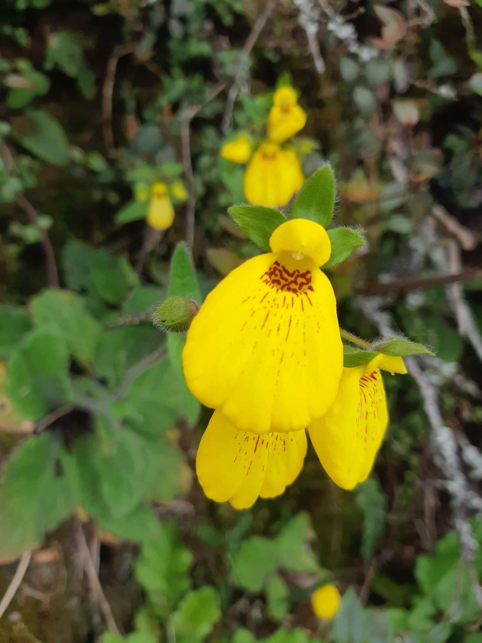 Image of Calceolaria crenatiflora Cav.