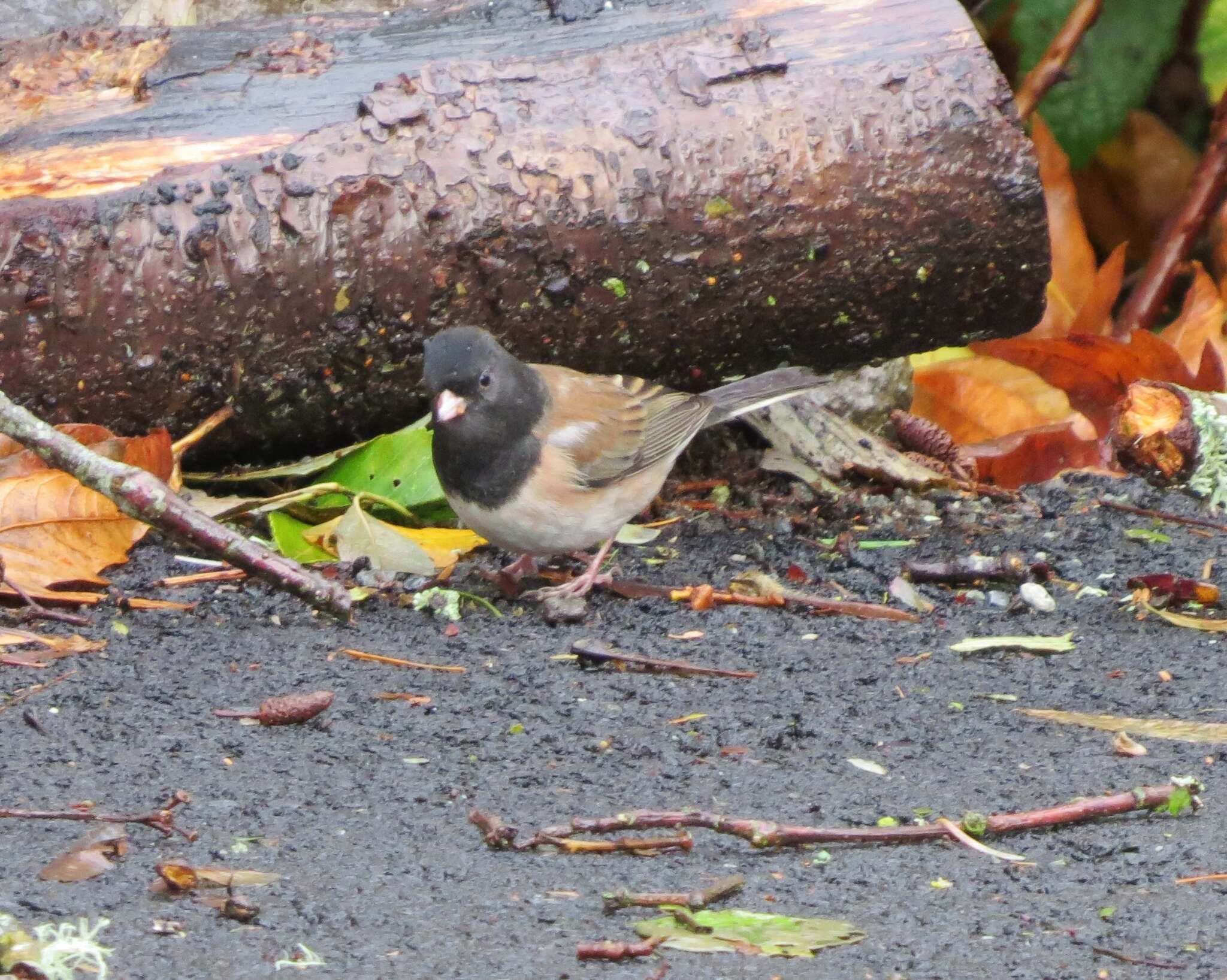 Image of juncos