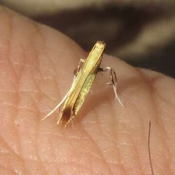 Image of Caloptilia superbifrontella (Clemens 1860)