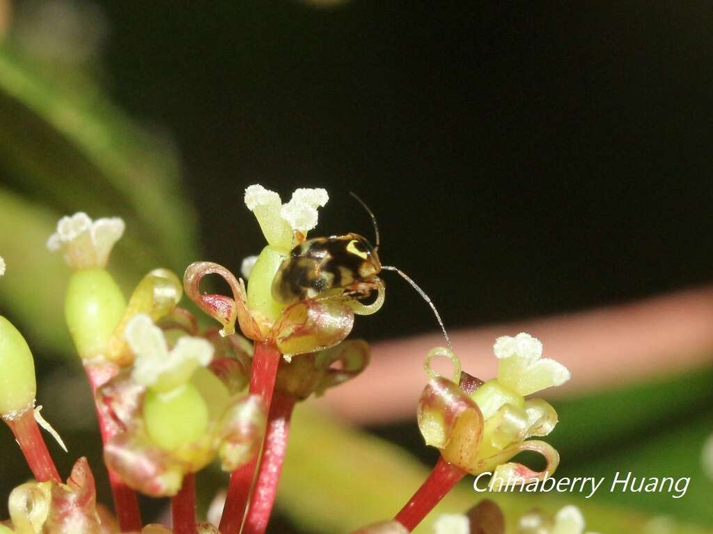 Sabactiopus sauteri (Poppius 1912)的圖片