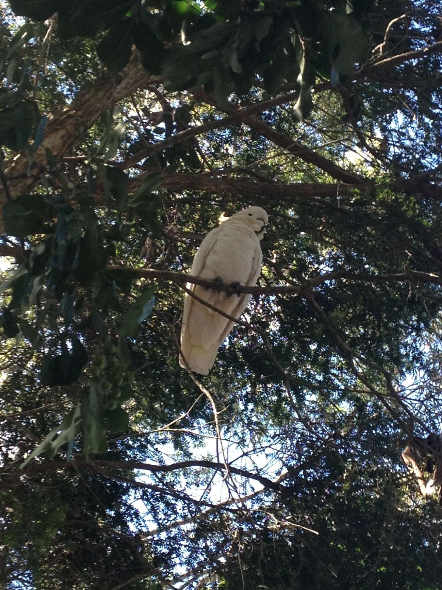 Image of Sulphur-crested Cockatoo