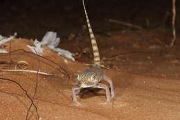 Image of Middle Eastern Short-fingered Gecko