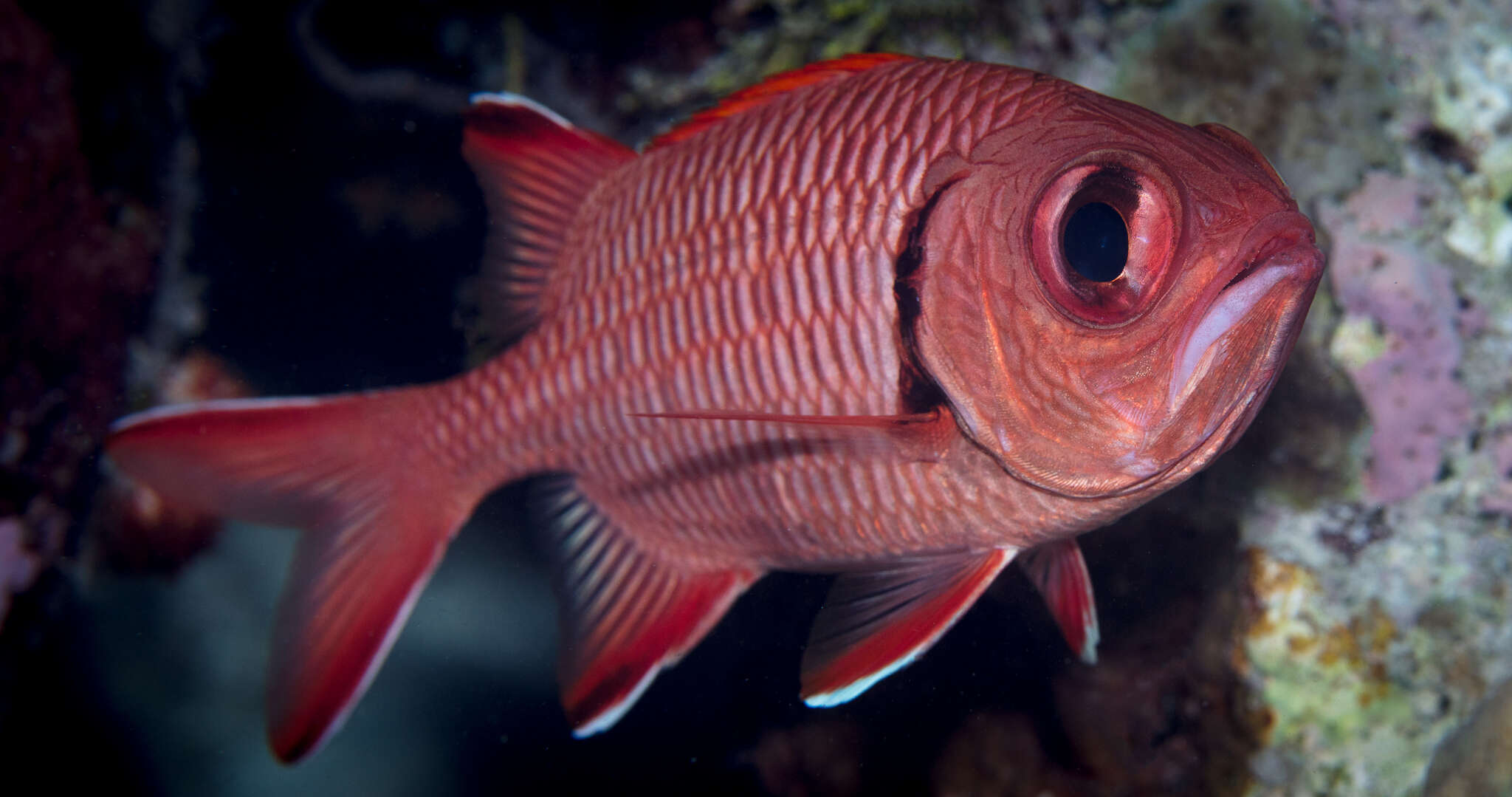 Image of Robust soldierfish