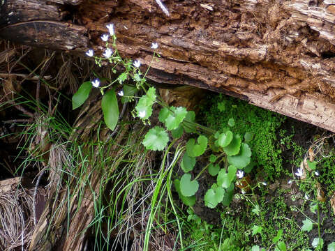 Image of Saxifraga rotundifolia subsp. rotundifolia