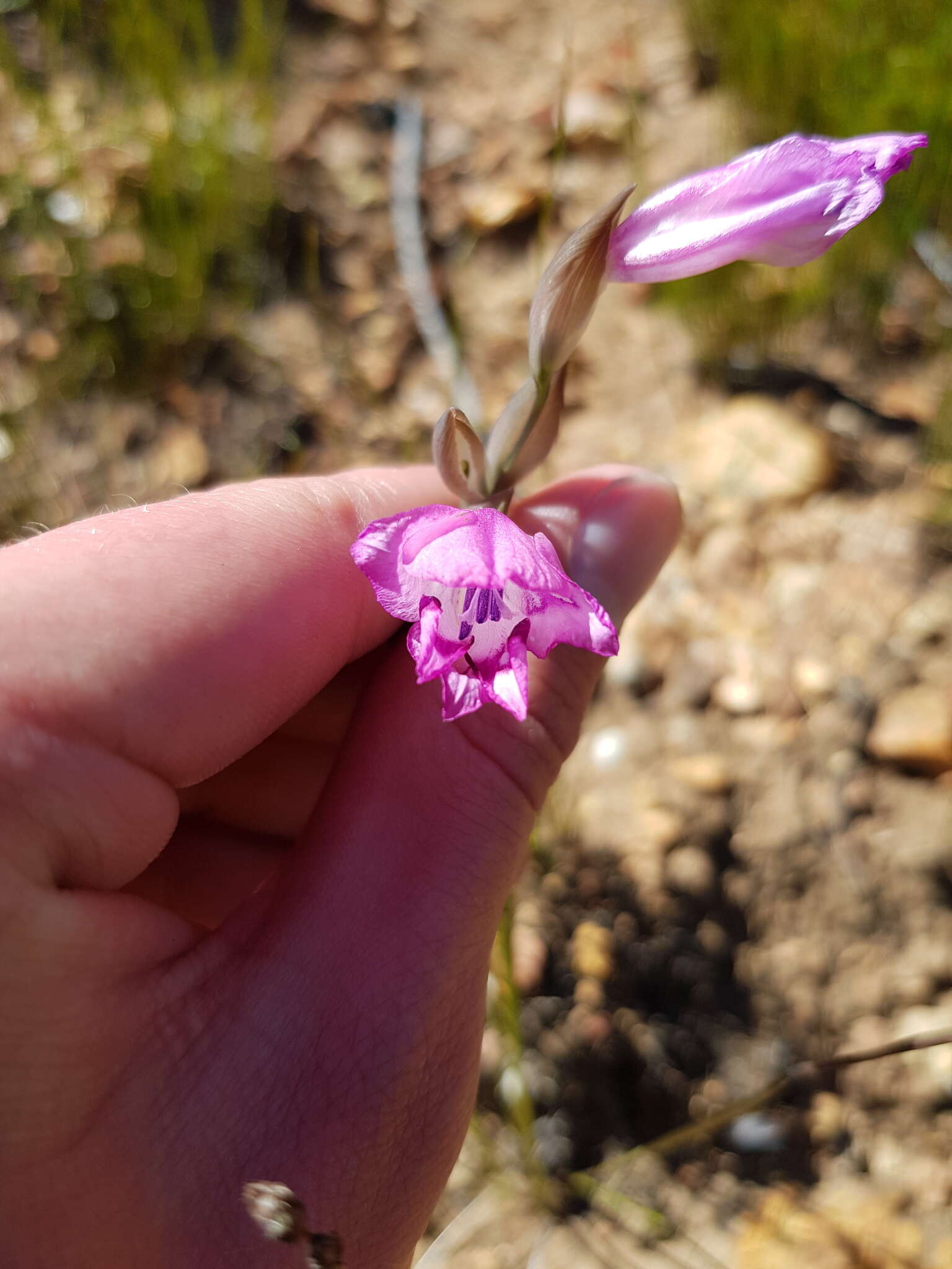 Imagem de Gladiolus inflatus (Thunb.) Thunb.