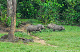 Image of Giant Forest Hogs