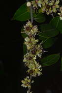 Image of Casearia grandiflora Cambess.