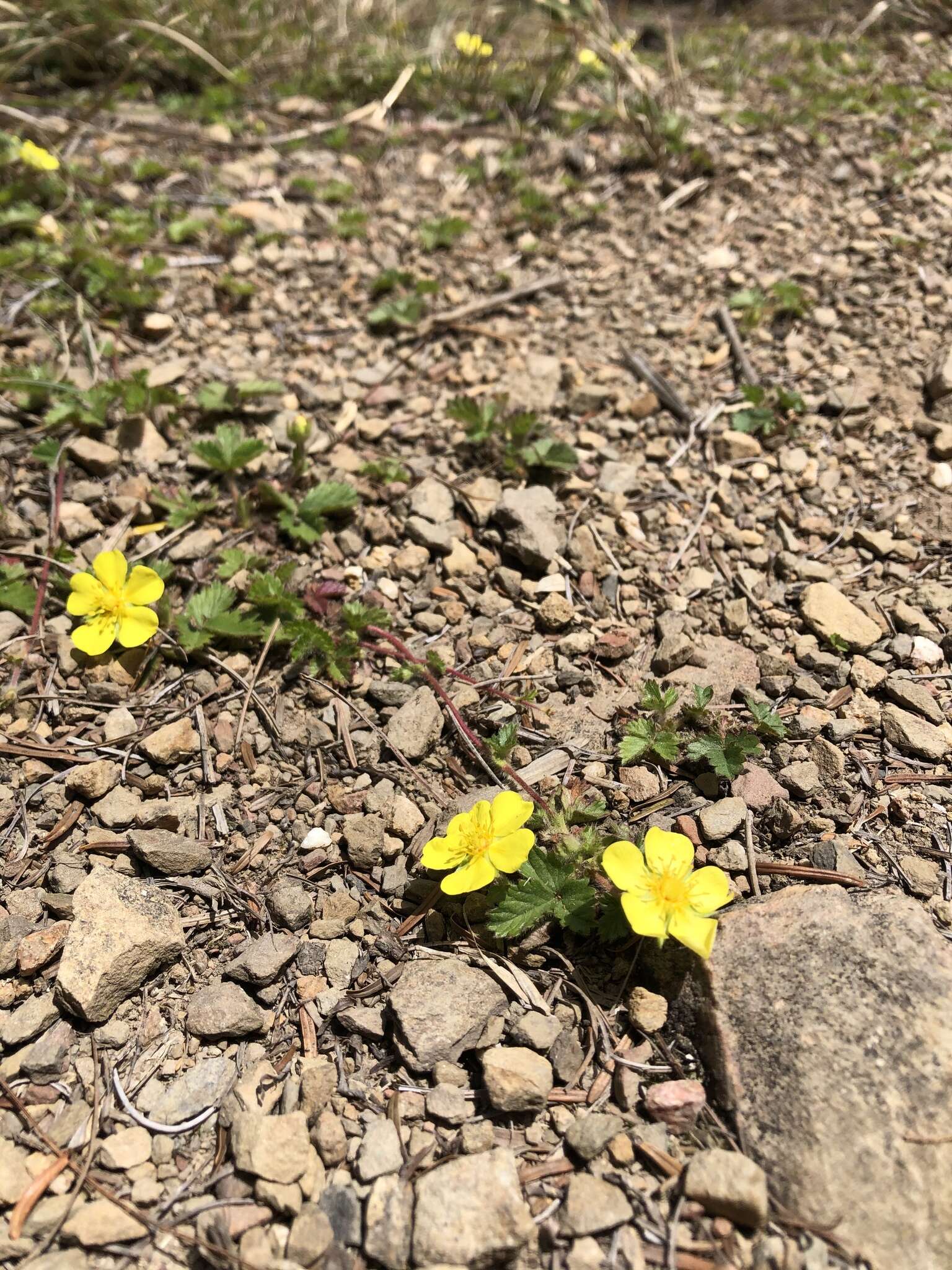 Image de Potentilla matsumurae Th. Wolf