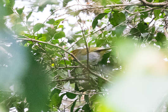 Image of Yellow-throated Warbler