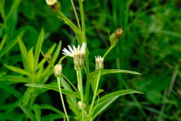 Image of Afroaster comptonii (W. Lippert) J. C. Manning & Goldblatt