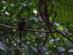 Image of Keel-billed Motmot