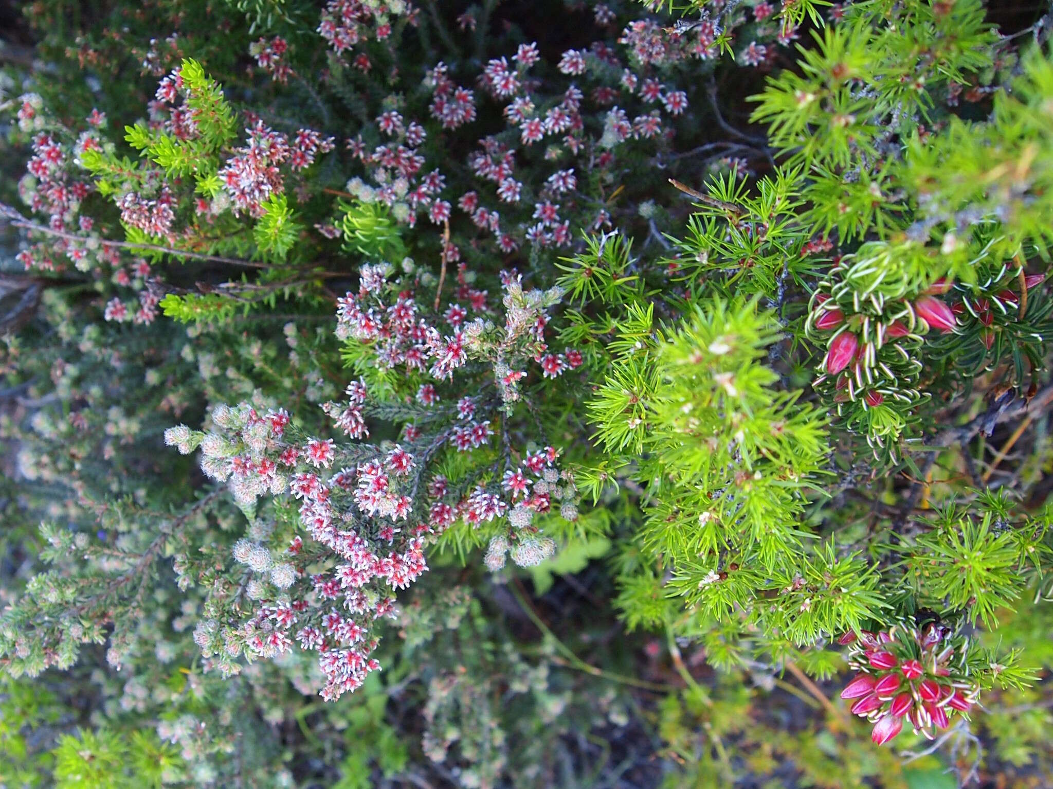 Plancia ëd Erica glabella subsp. glabella