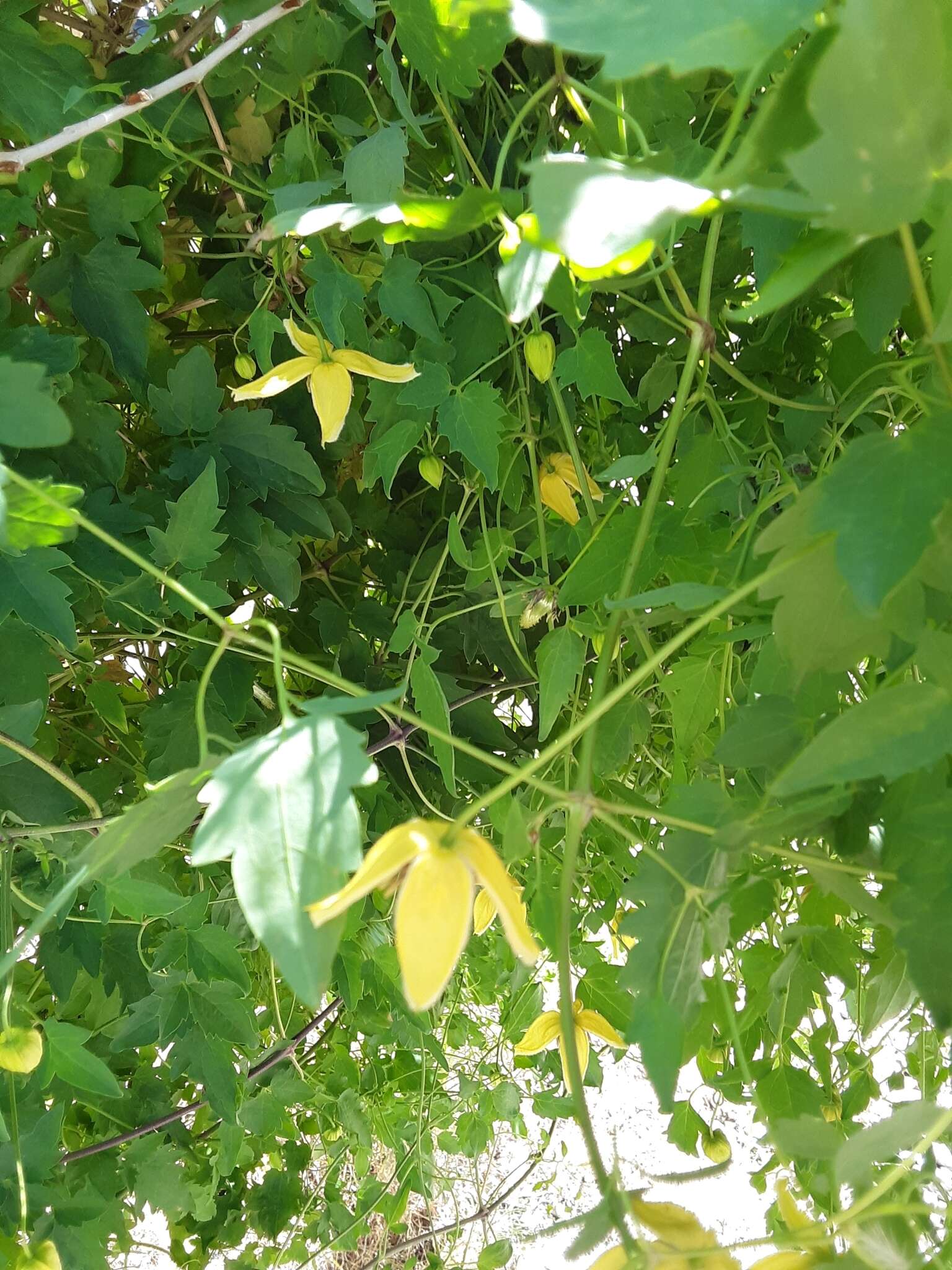 Imagem de Clematis orientalis L.