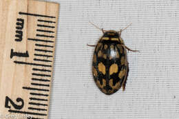 Image of Sunburst Diving Beetle