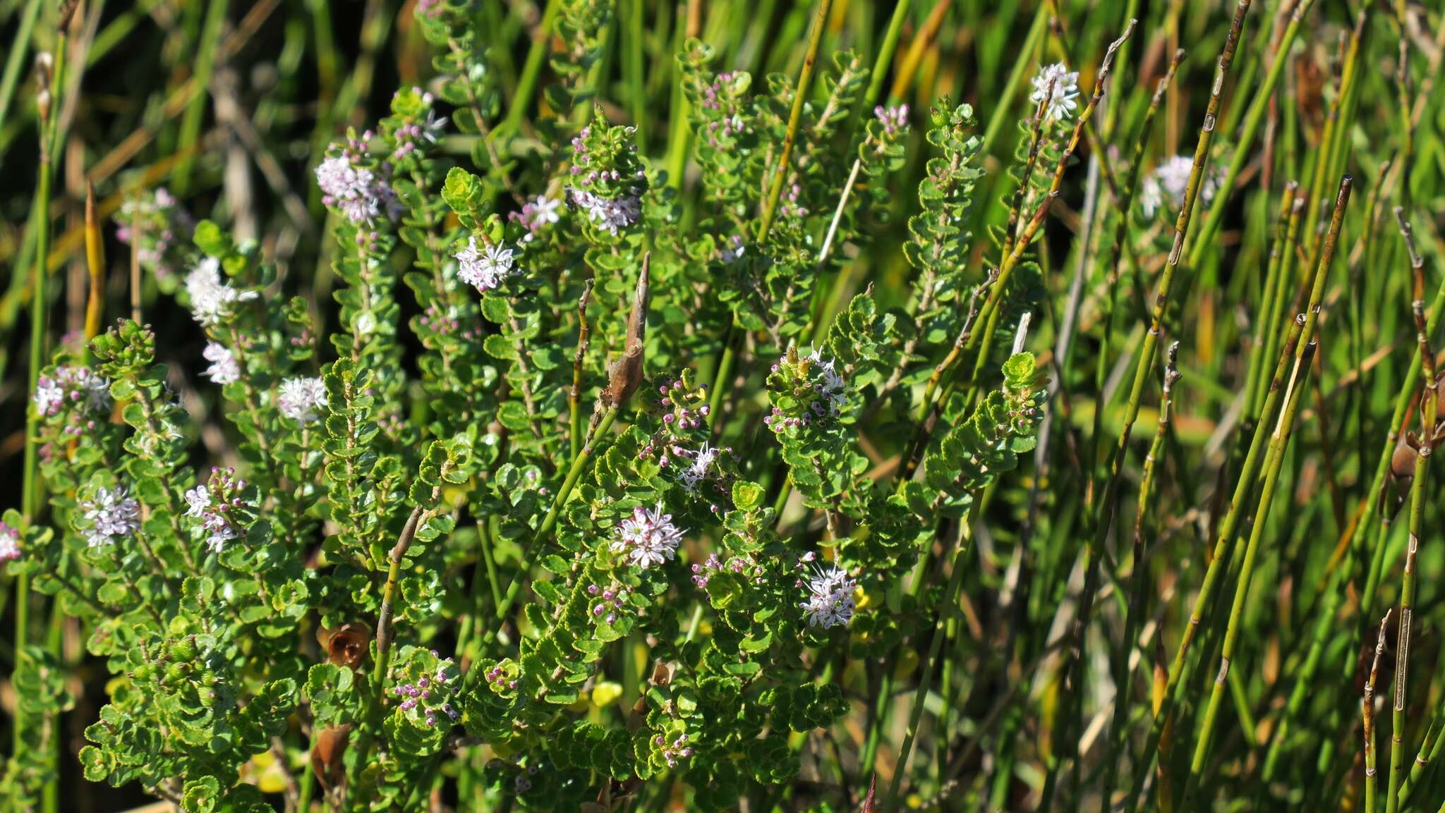 Image of Agathosma venusta (Eckl. & Zeyh.) Pillans