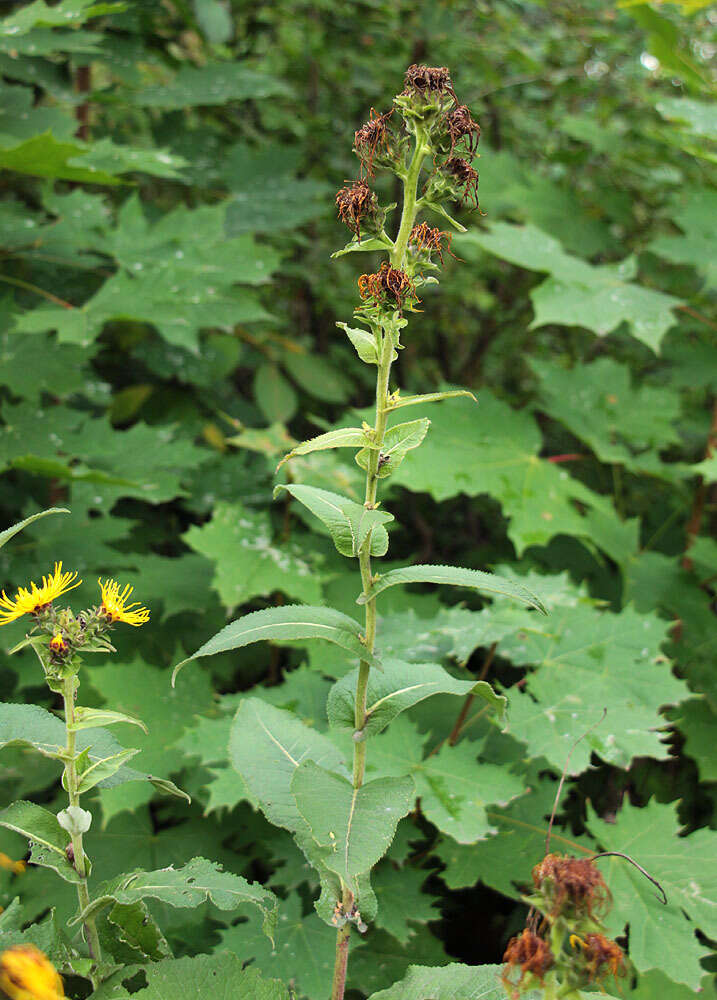 Image of Inula racemosa Hook. fil.