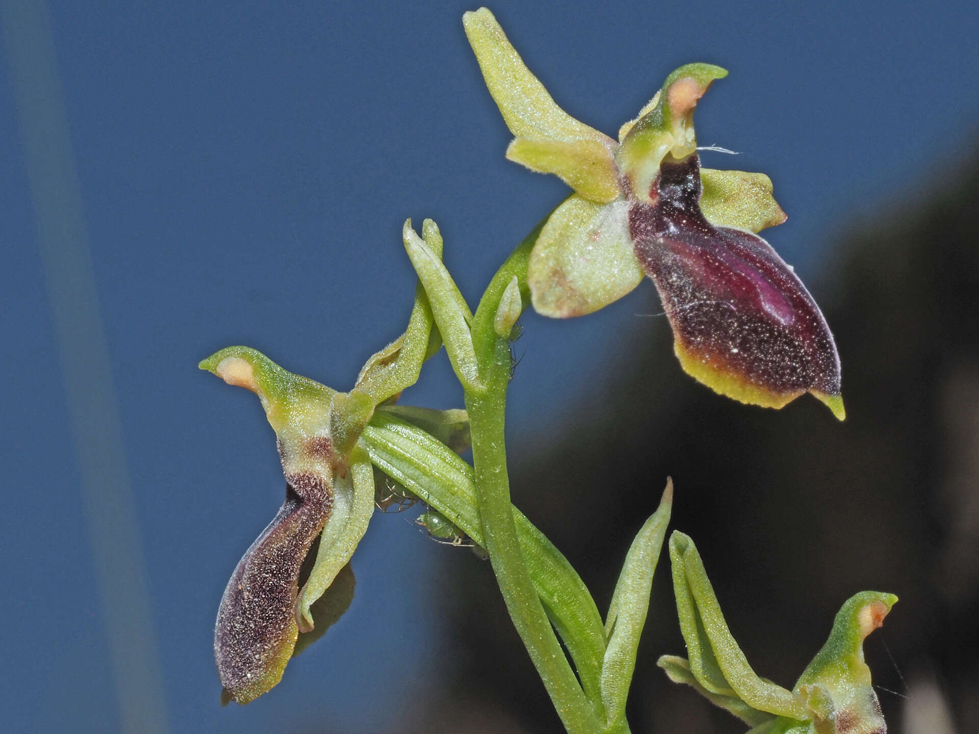 Image of Ophrys sphegodes subsp. gortynia H. Baumann & Künkele