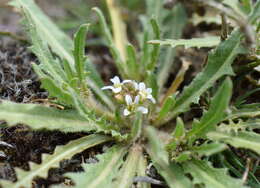 Image of Neotorularia torulosa (Desf.) Hedge & J. Léonard