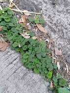 Imagem de Dichondra sericea Sw.