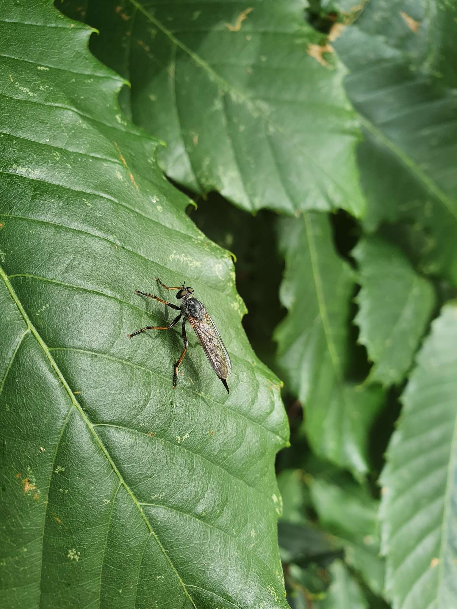 Image of <i>Neomochtherus geniculatus</i>