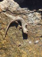 Image of Mount Lyell Salamander