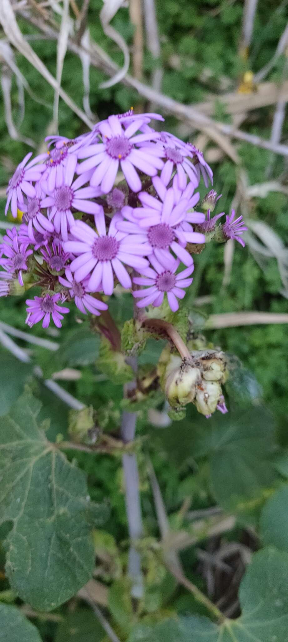 Image of Pericallis webbii (Sch. Bip.) C. Bolle