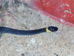 Image of Ringneck Coffee Snake