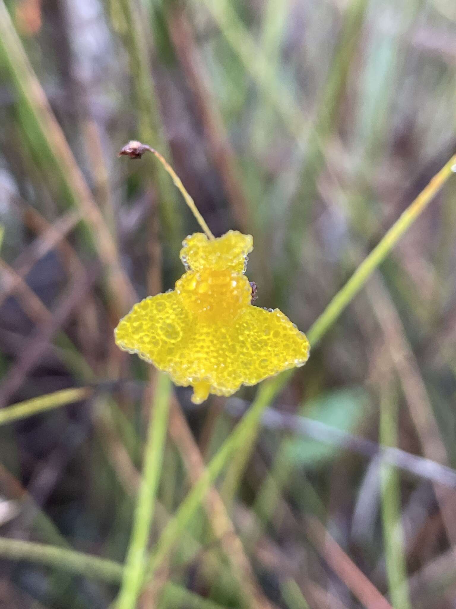 Sivun Utricularia nervosa G. Weber ex Benj. kuva