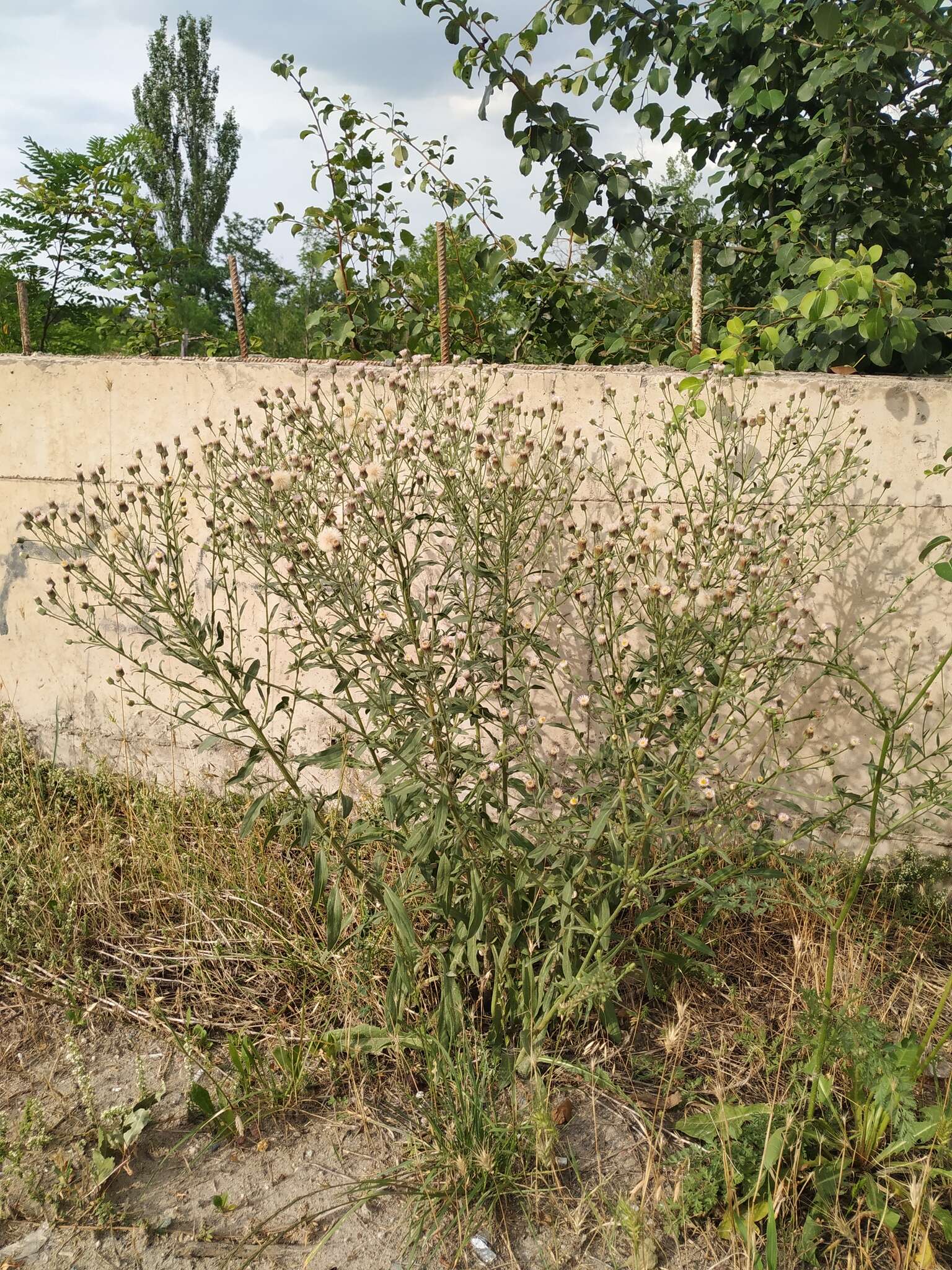 Plancia ëd Erigeron acris subsp. podolicus (Bess.) Nym.