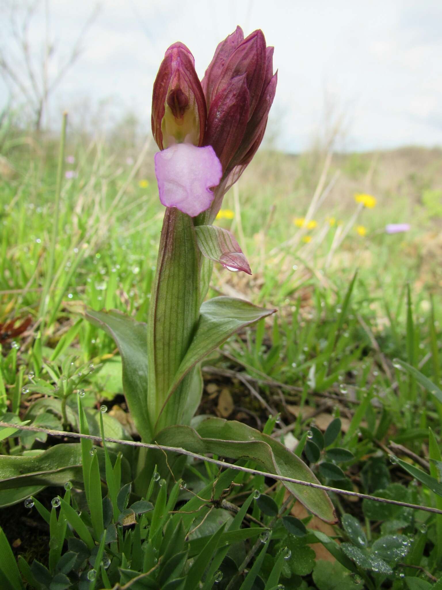 Image of Anacamptis papilionacea (L.) R. M. Bateman, Pridgeon & M. W. Chase