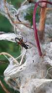 صورة Ligyrocoris sylvestris Linnaeus & C. 1758