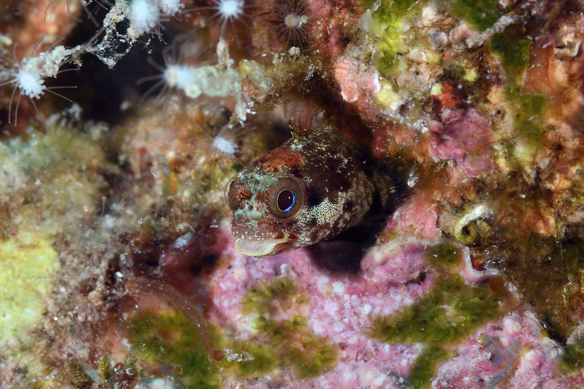 Image of Secretary Blenny