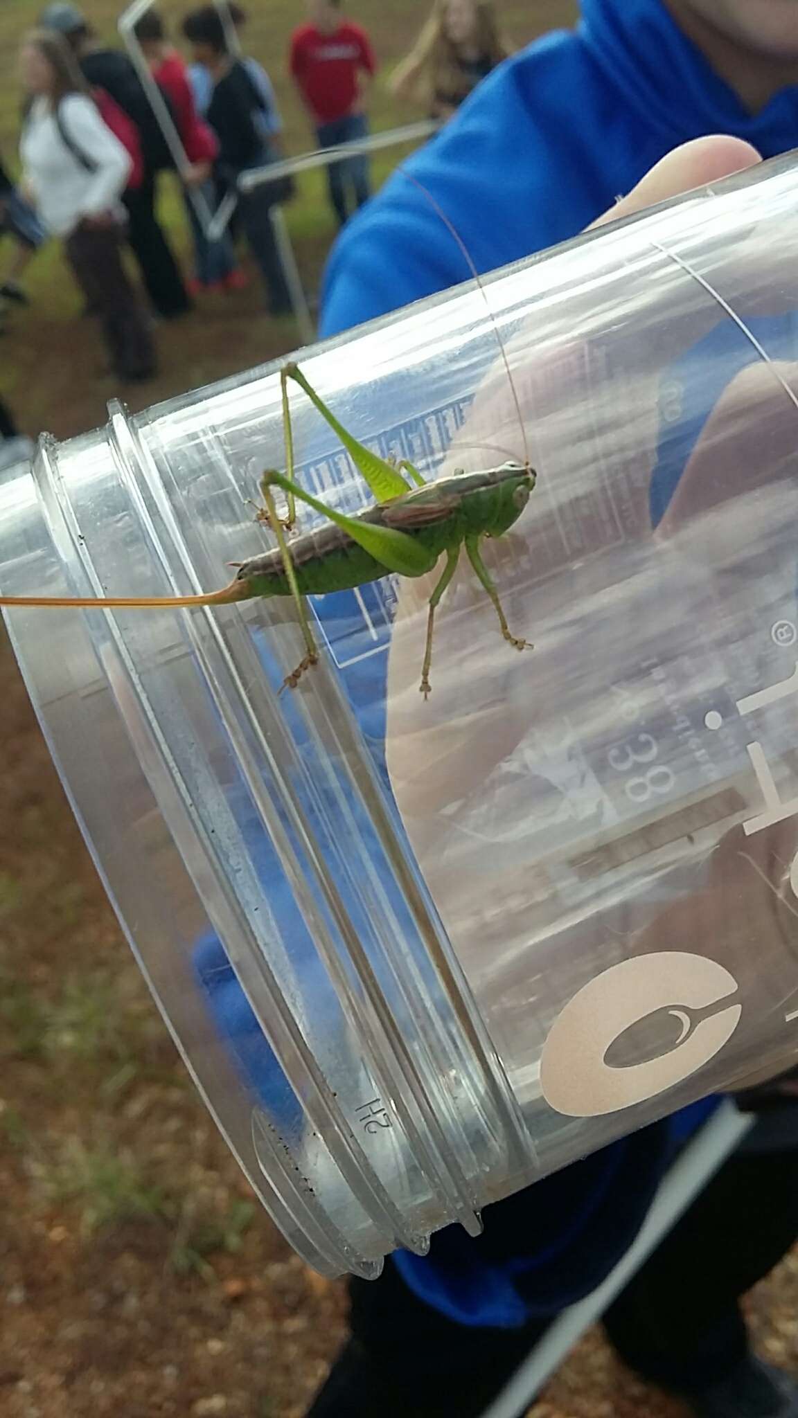 Image of Straight-lanced Meadow Katydid