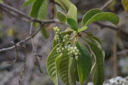 Imagem de Tournefortia pubescens Hook. fil.