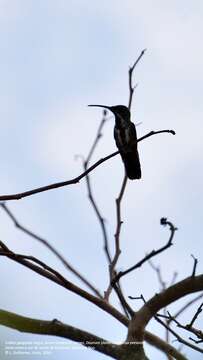 Image of Green-breasted Mango