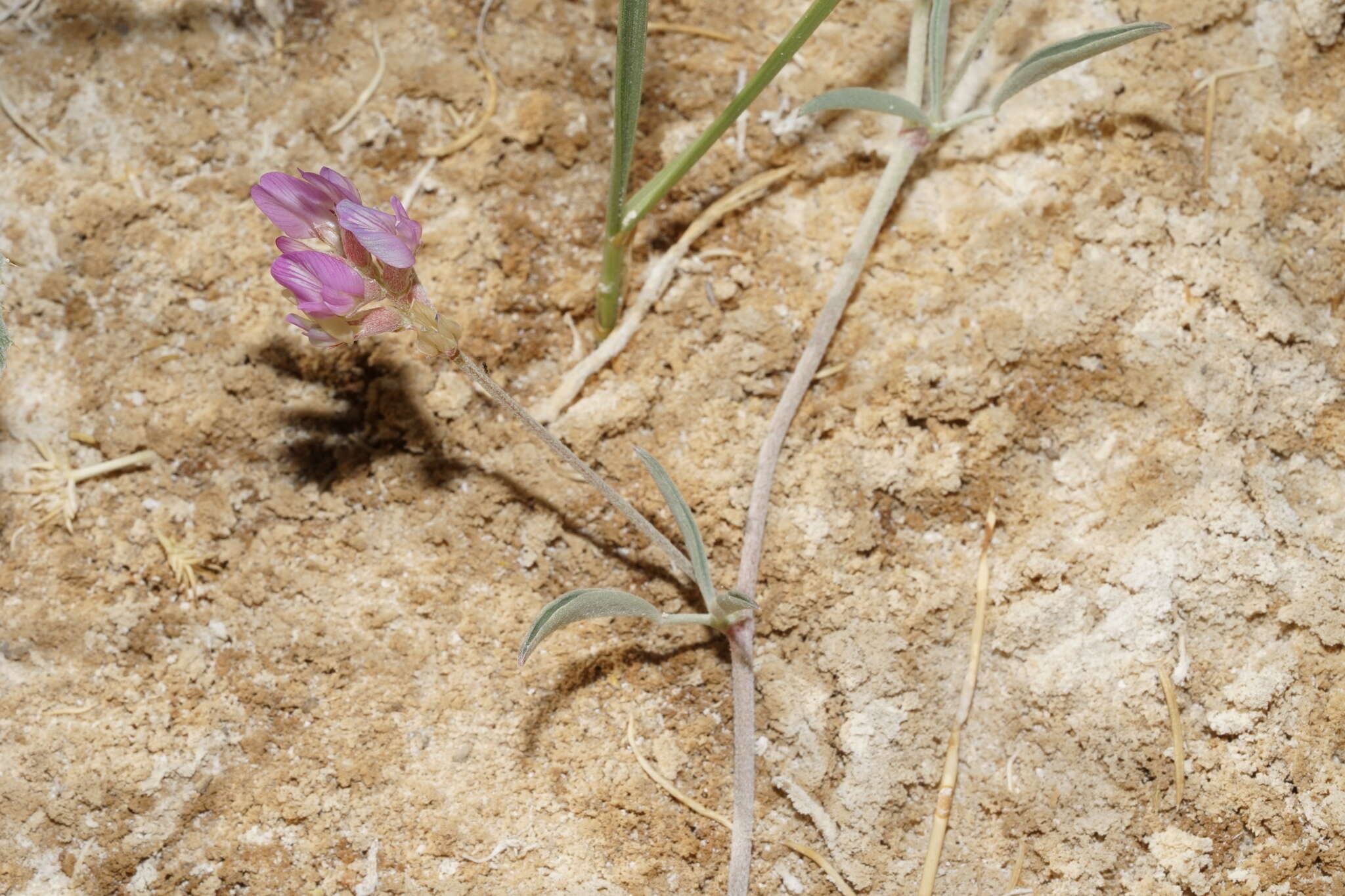 Image of Fish Slough milkvetch