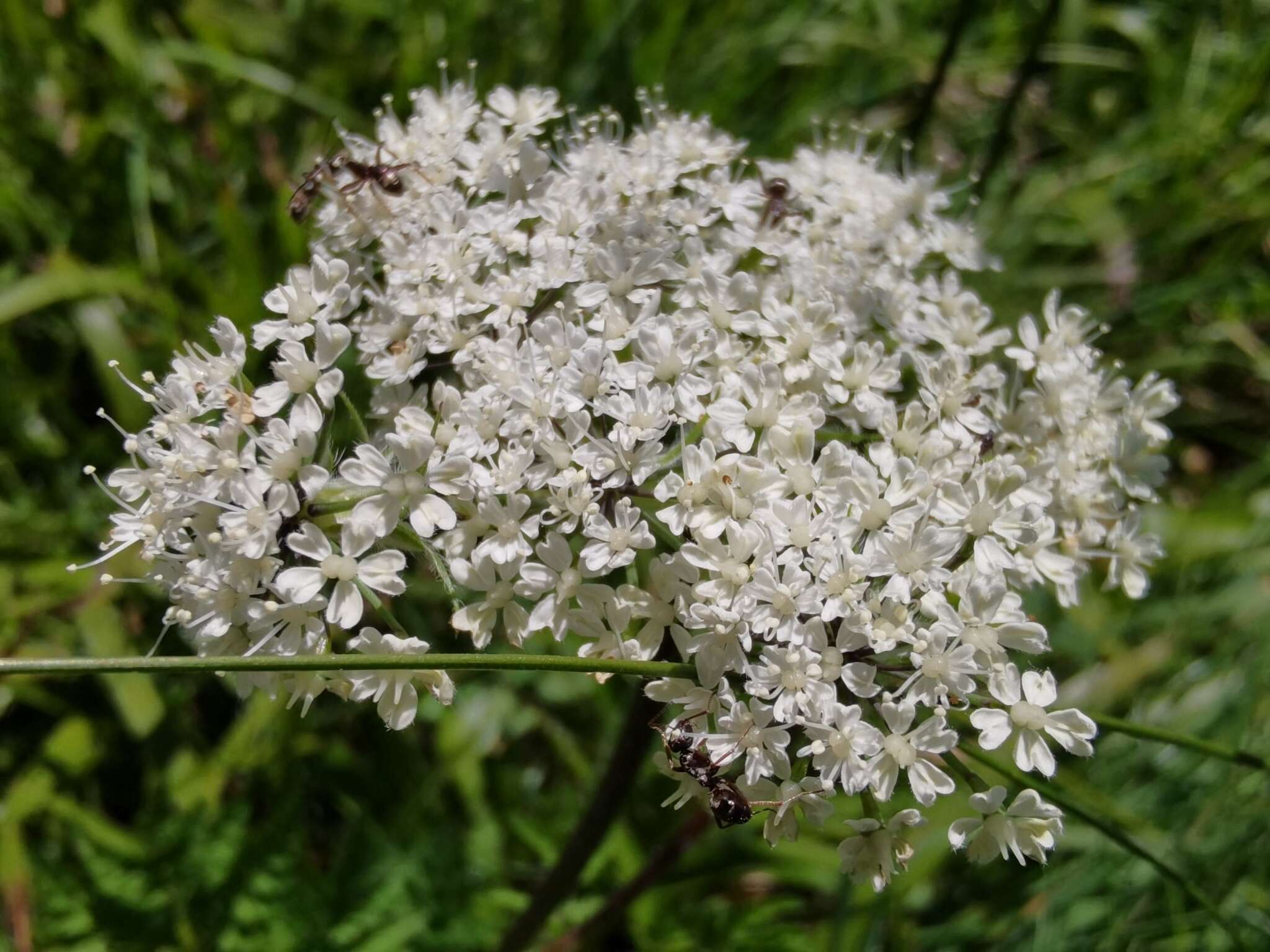 Imagem de Chaerophyllum villarsii W. D. J. Koch