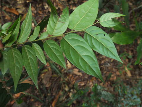 Diospyros ghatensis B. R. Ramesh & D. De Franceschi的圖片