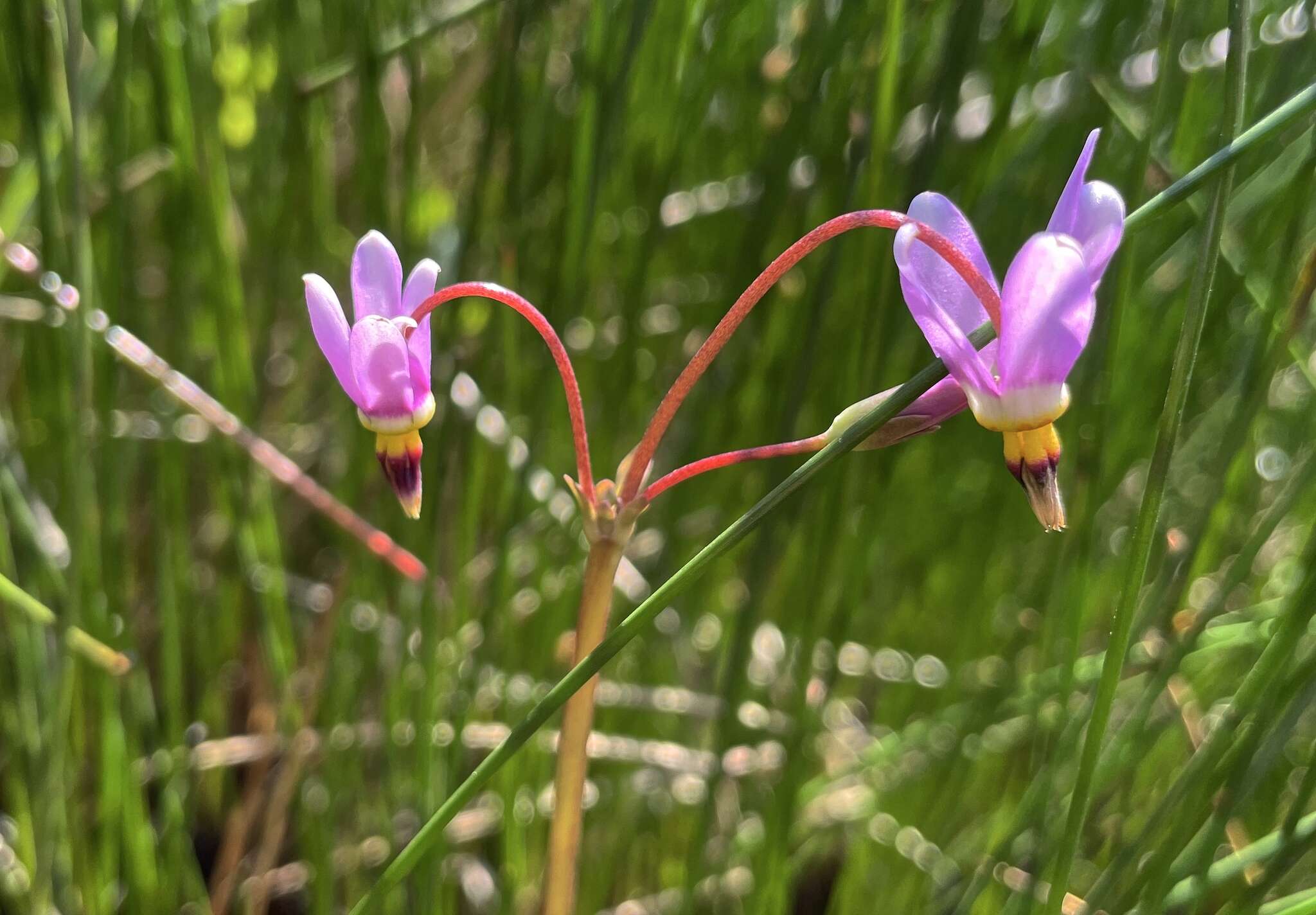 Plancia ëd Dodecatheon pulchellum subsp. macrocarpum (A. Gray) Taylor & Mac Bryde