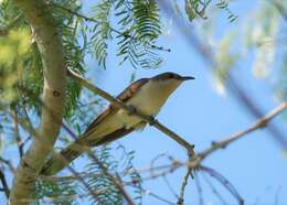 Image of Black-billed Cuckoo