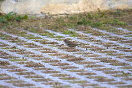 Image of Italian Sparrow