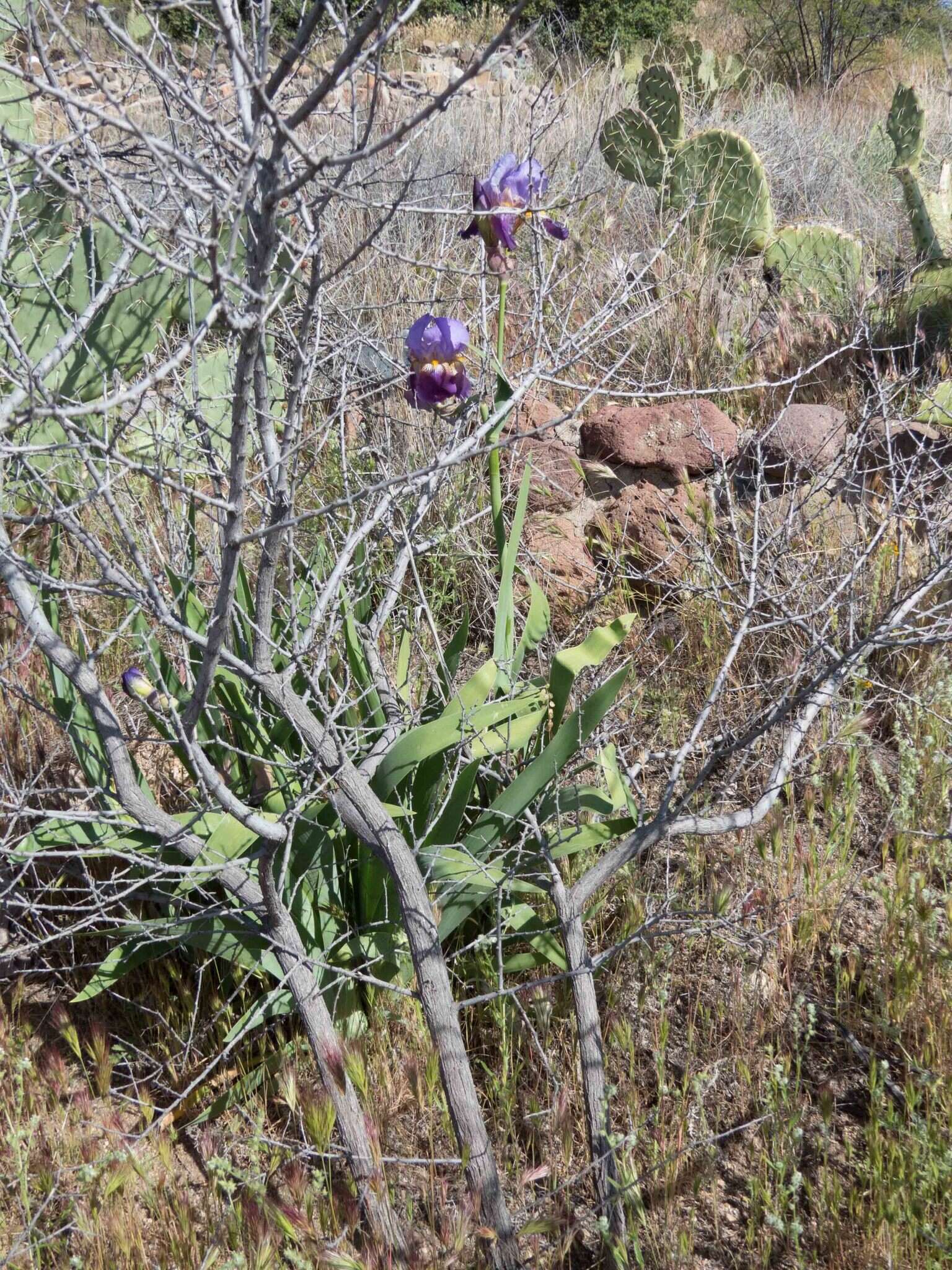 Plancia ëd Iris germanica L.