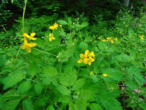 Sivun Chelidonium majus subsp. majus kuva