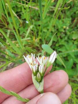 Nothoscordum gracile (Aiton) Stearn resmi