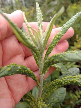 Image of <i>Aceria abalis</i>