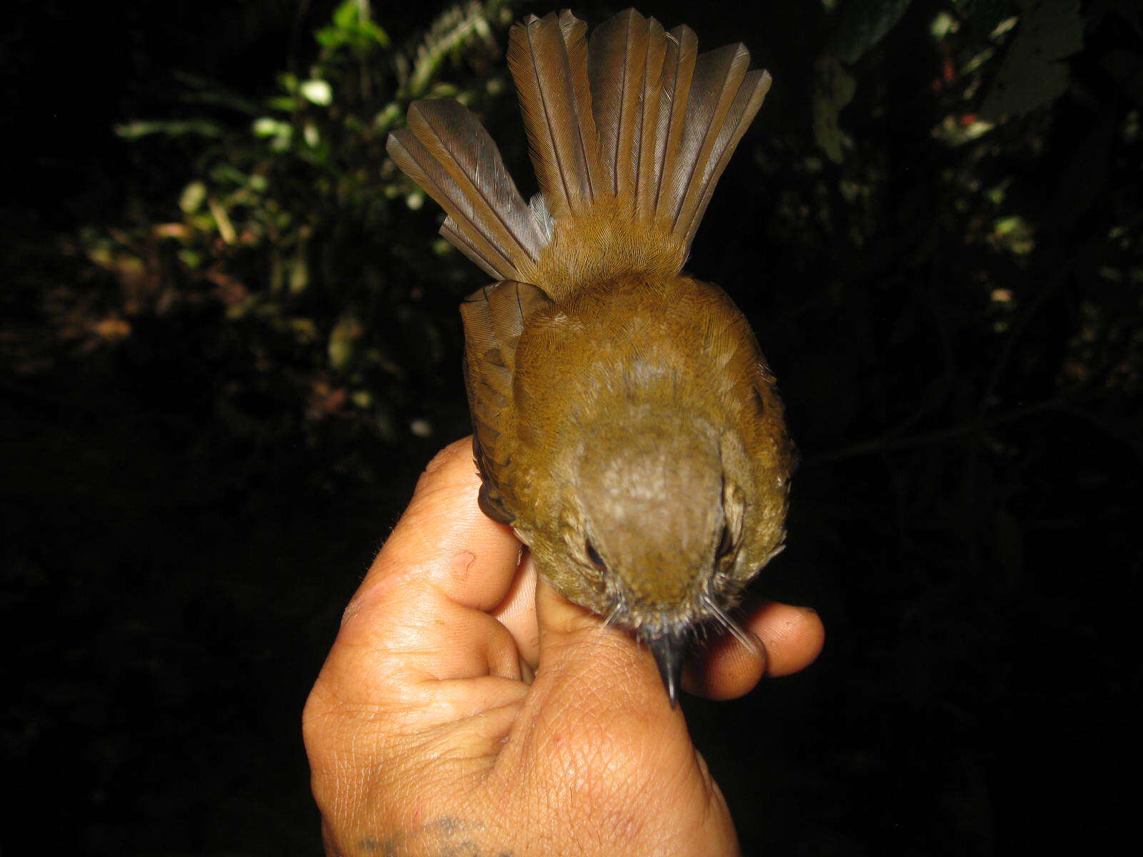 Image of Grey-chested Jungle Flycatcher
