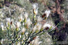 Image of Baccharis notosergila Griseb.