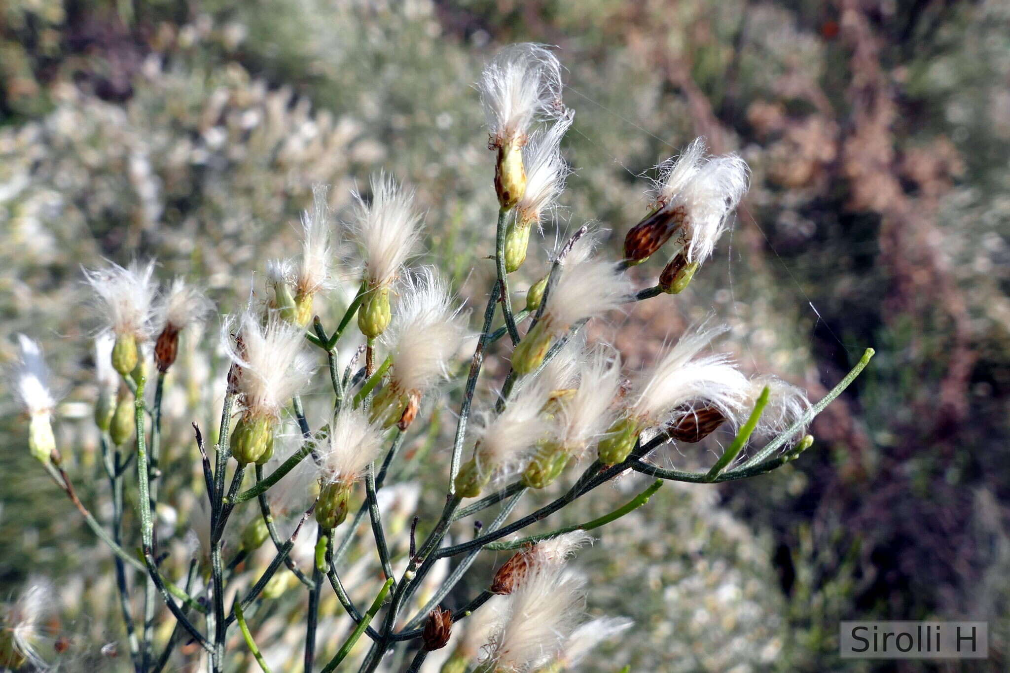 Image of Baccharis notosergila Griseb.