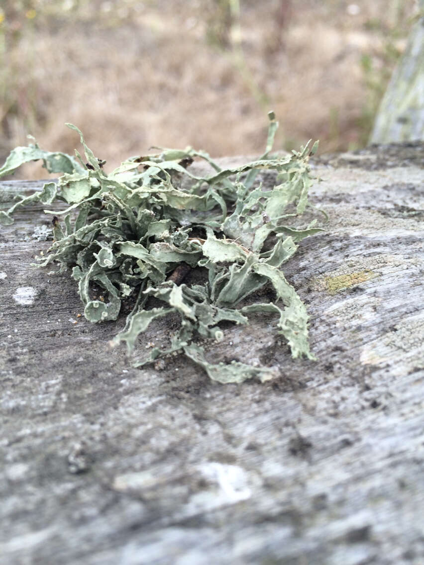 Imagem de Ramalina leptocarpha Tuck.