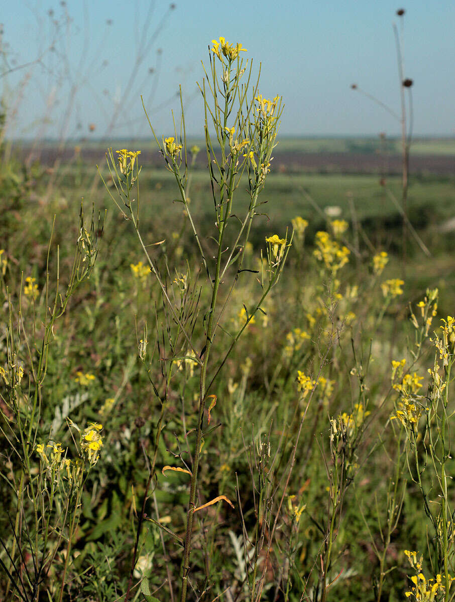 Image of diffuse wallflower